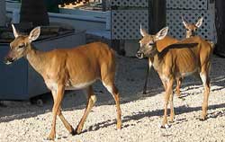 Key Deer, Big Pine Key