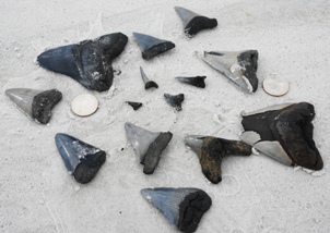 fossilized sharks teeth