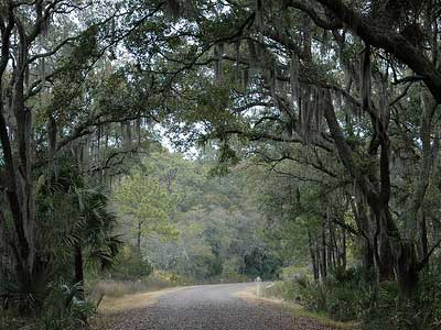 Tallahassee Oak Canopy over Road