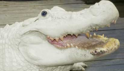 white alligator at Gatorland
