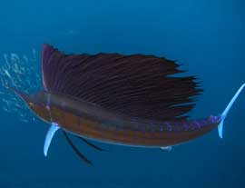 State Saltwater Fish: Sailfish  2FLA Florida's Vacation and