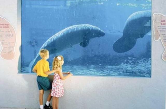 mote marine aquarium mote marine aquarium