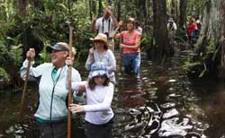 Swamp Walk behind Cypress Gallery